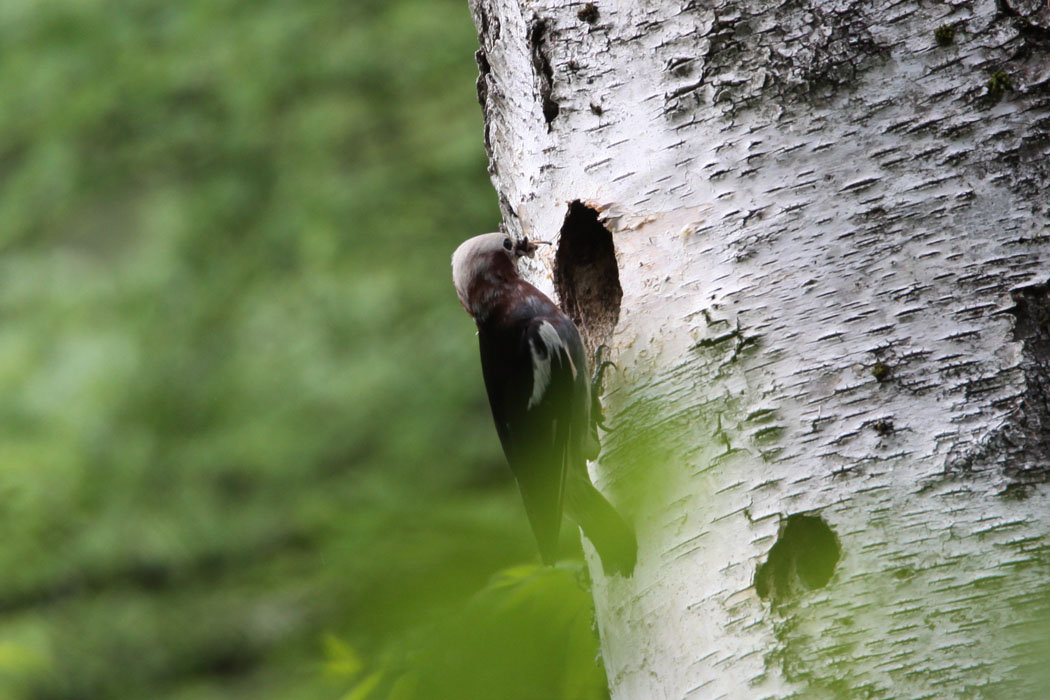 ５月で宣言？したとおり、また来ましたよ　戸隠森林植物園